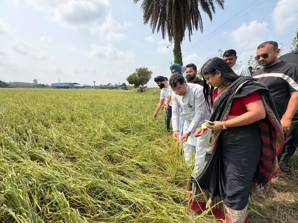 ओलावृष्टि से बर्बाद फसलों का अधिकारियो संग मौका मुआईना करने किसानों के बीच पहुंचे विधायक शिव अरोरा।